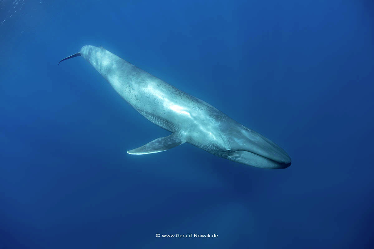 Blue whale in open sea