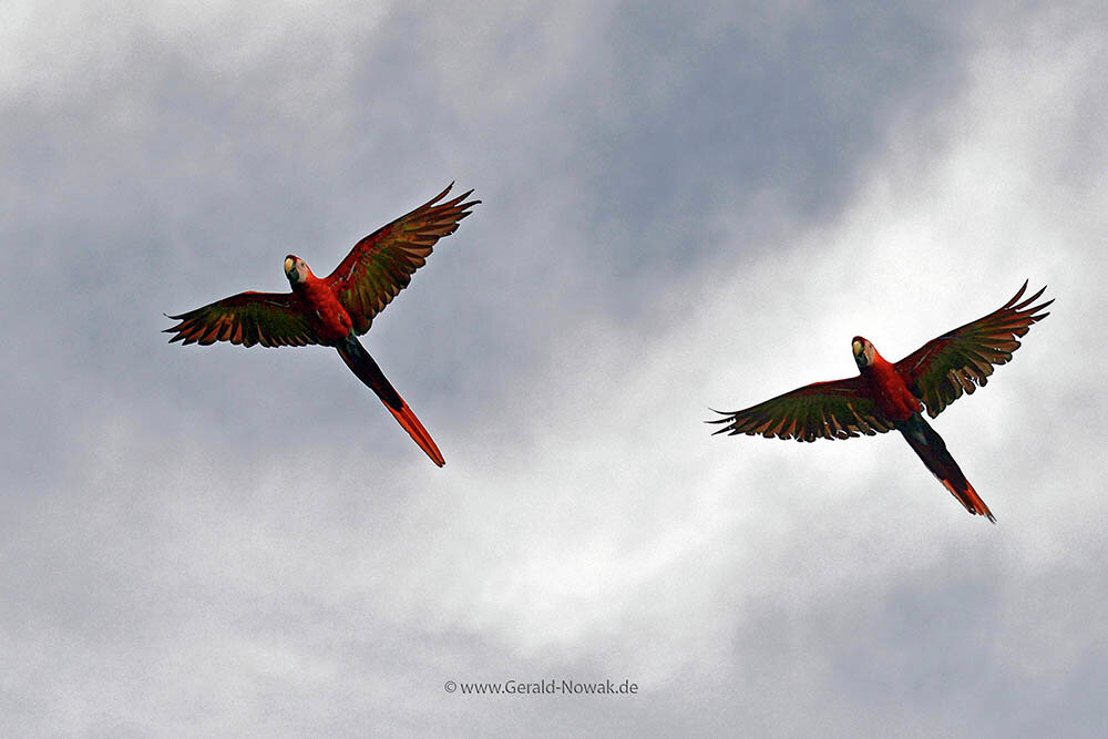 Carlet macaw (Ara macao) - Neotropical parrot