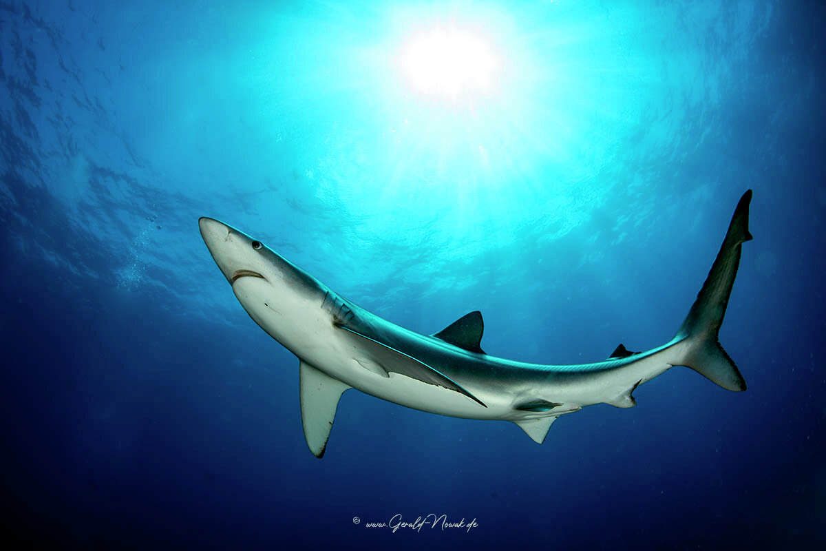 Blue shark in open water / Azores