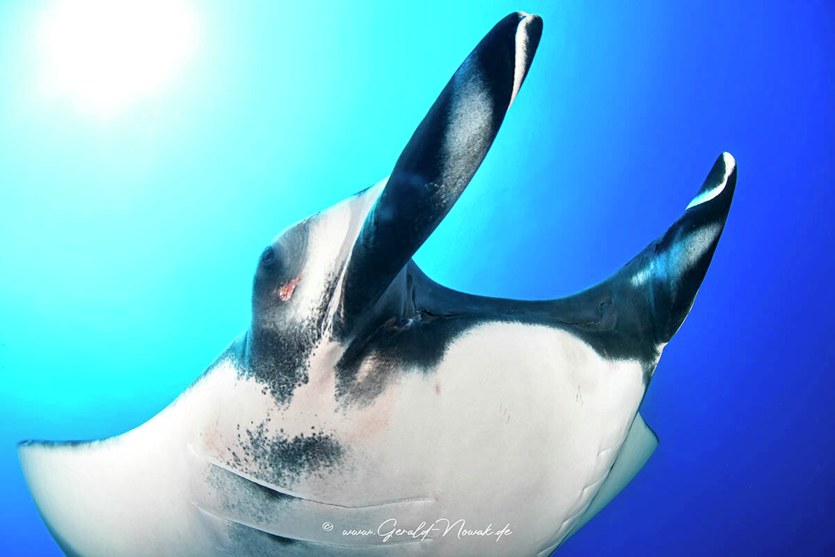 Oceanic manta ray (Mobula birostris) / Socorro