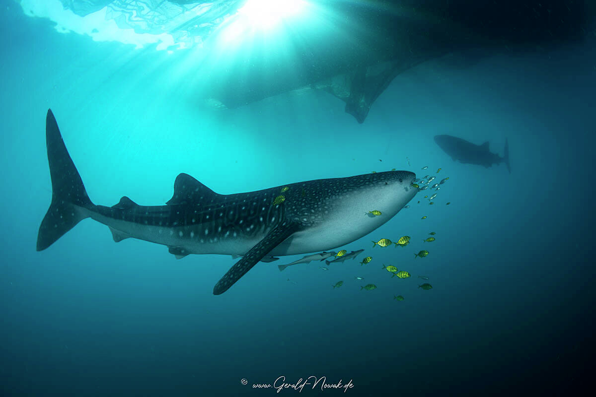 Whaleshark under a fishing plattform / Triton Bay / Indonesia