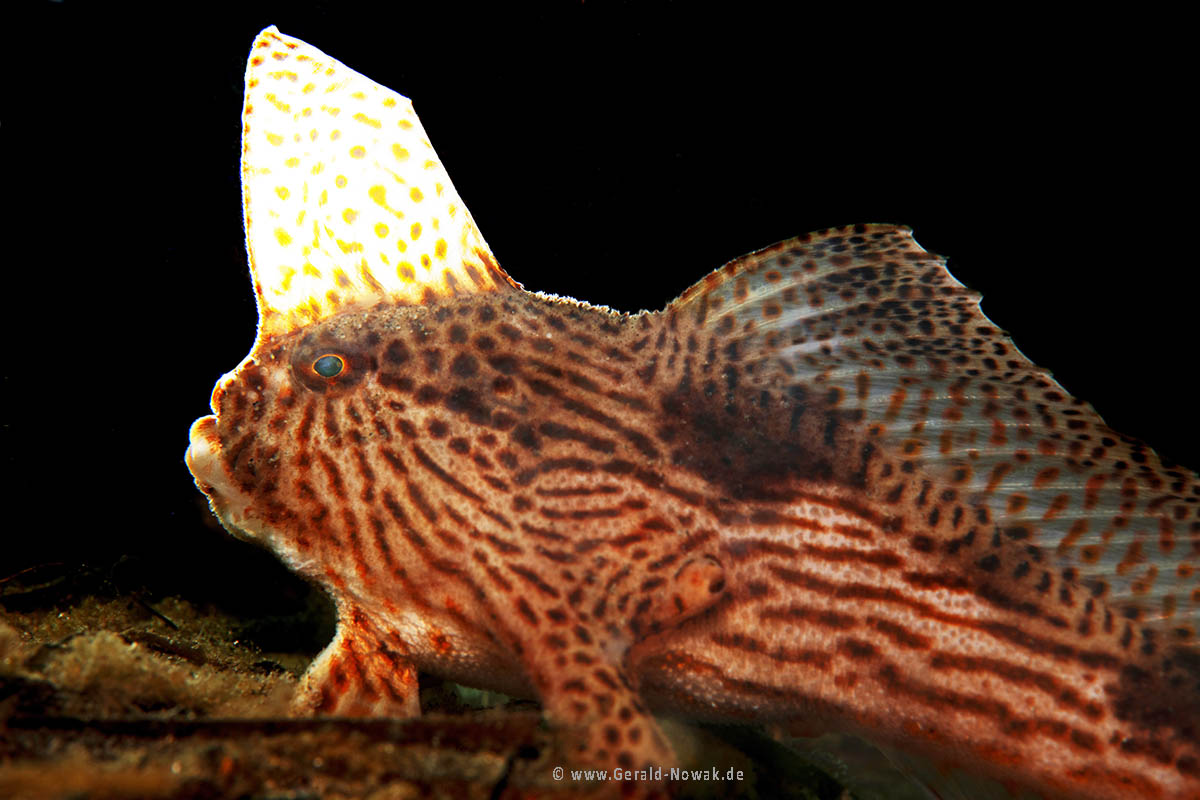 Handfish (Brachionichthys hirsutus) / Tasmania