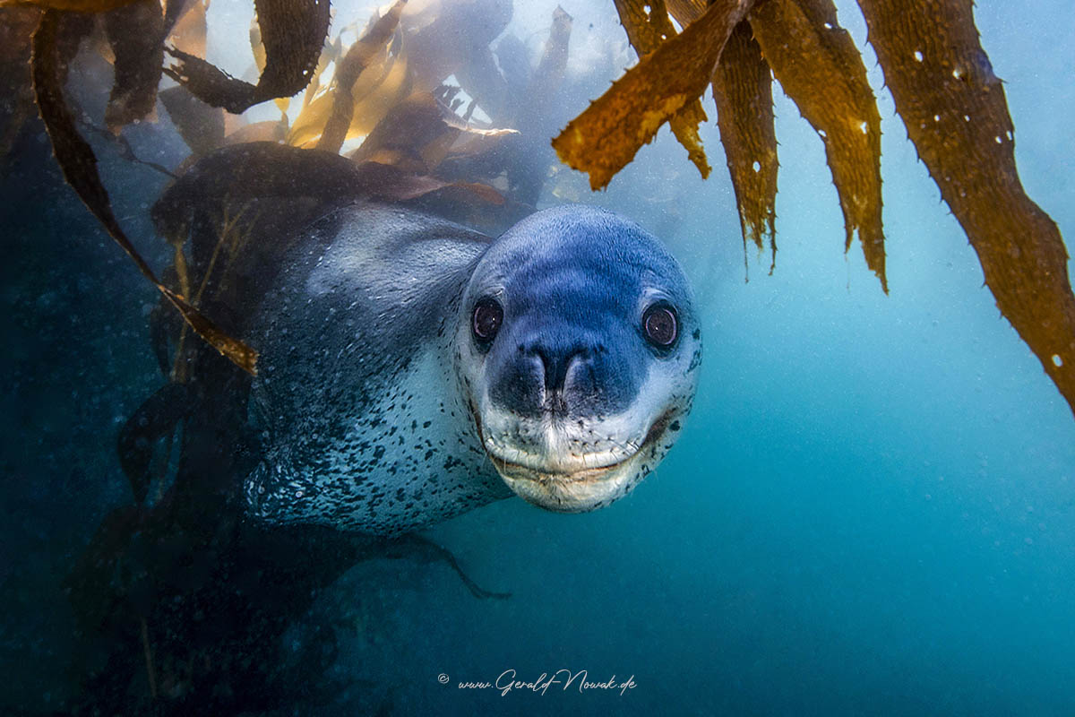 Lepard seal in the Kelp forest of South Georgia
