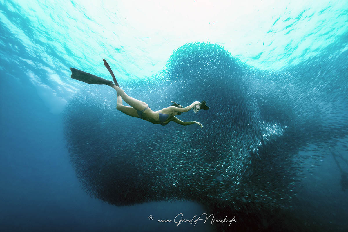 Freediver in a Sardine Baitball / Moalboal Philippines
