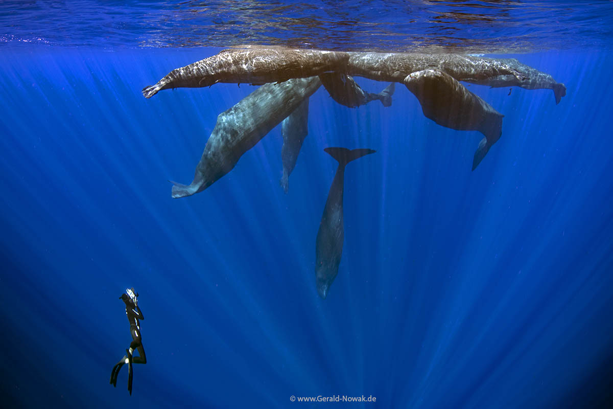 Sperm whale - cachalot (Physeter macrocephalus) - family come together