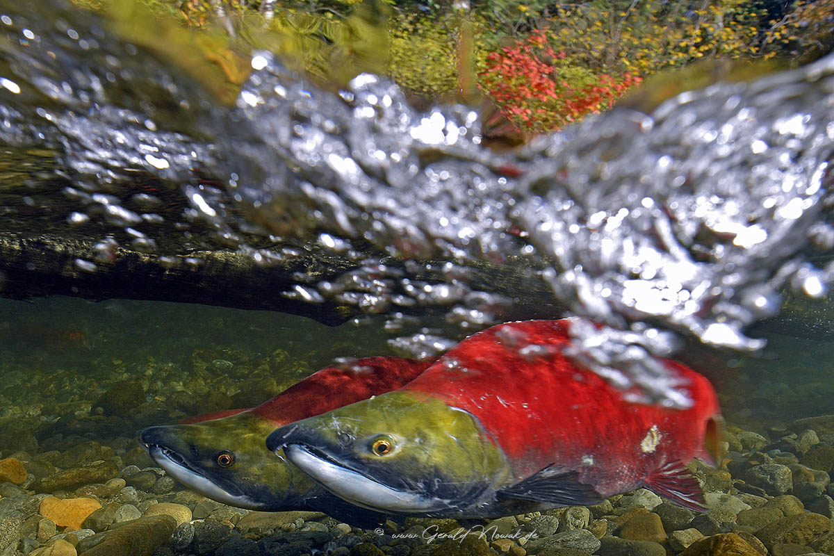 Sockeye salmon (Oncorhynchus nerka), red salmon, kokanee salmon / BC Canada