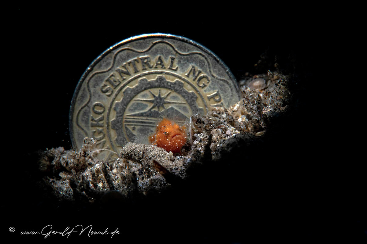 Baby frogfish at a coastal dive / Negros / Philippines