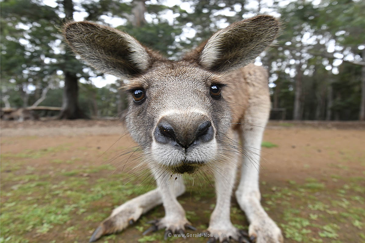 Kangaroo in a National Park in Tasmania