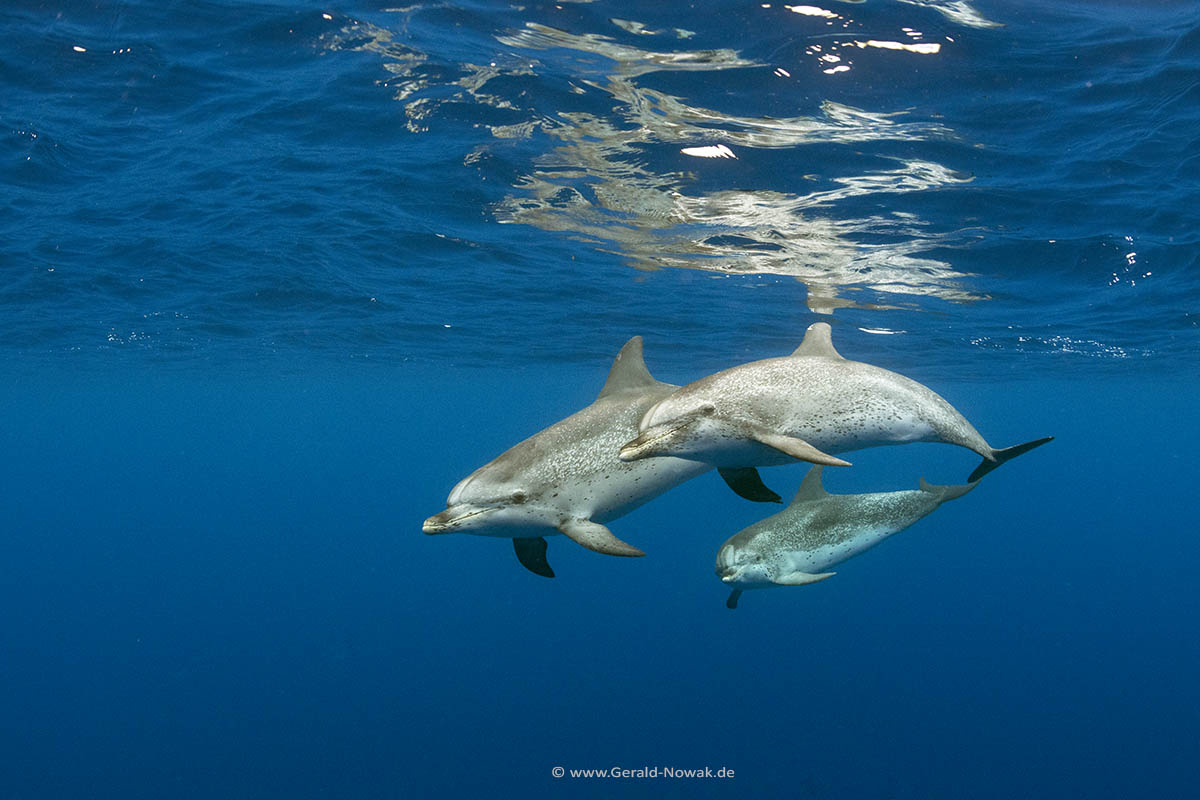 Atlantic spotted dolphin (Stenella frontalis) - Azores