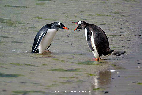 Gentoo penguin (Pygoscelis papua) - Falkland