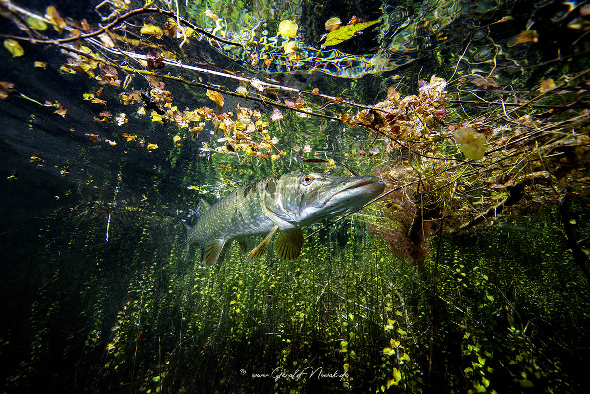 Pike - pickere (Esox lucius)
