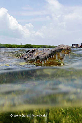 American crocodile (Crocodylus acutus) / Mexico
