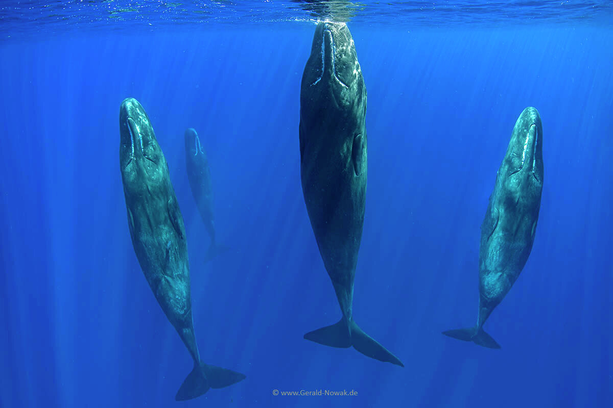Sperm whale - cachalot (Physeter macrocephalus) - resting family