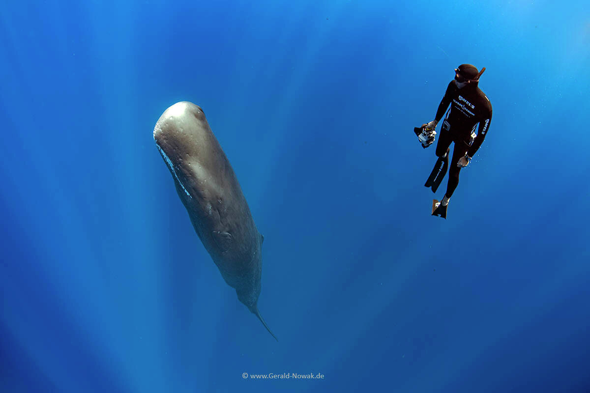Sperm whale - cachalot (Physeter macrocephalus) / Apnoe in open sea