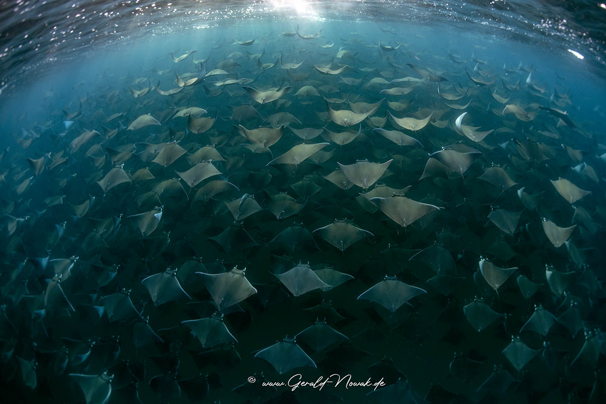 Devil fish - giant devil ray (Mobula mobular) / Baja California