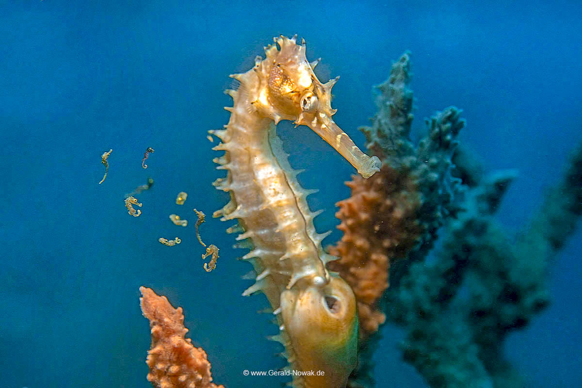 Spiny Seahorse vater gives birth (Hippocampus histrix)